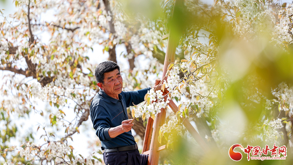 春动陇原丨兰州什川：梨花盛 授粉忙