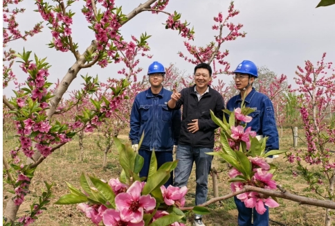国网庆阳供电公司：电力护航蟠桃园 赋能乡村振兴路