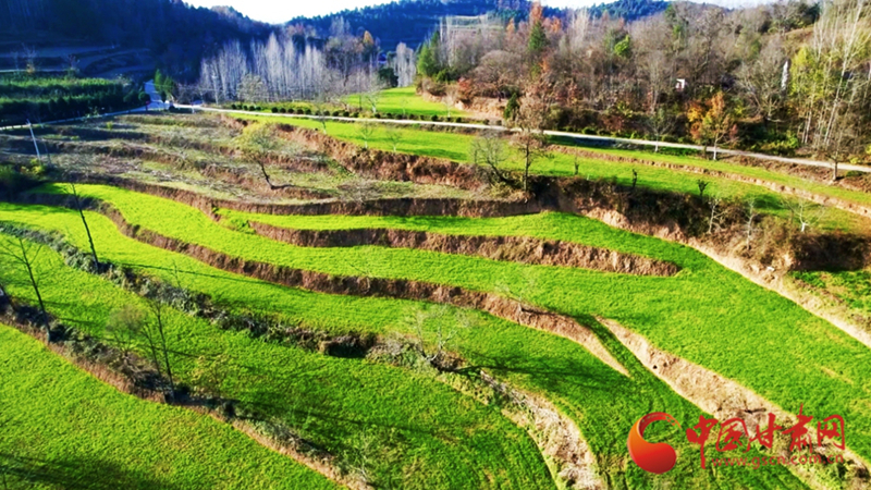 春动陇原丨两当：烂漫春色绘“丰”景