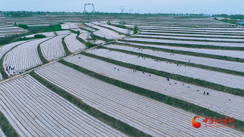 崇信：千亩巨菌草栽种忙 产业振兴添动能