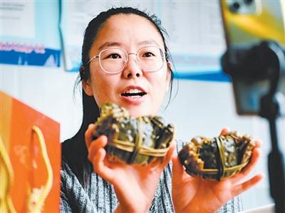 银川青年夫妇用黄河水养出“金螃蟹”
