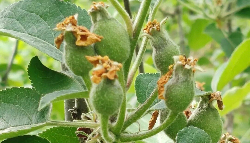 庄浪：果园管护正当时 疏果定果促丰收