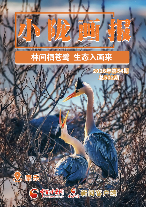 【小陇画报·502期】康乐：林间栖苍鹭 生态入画来