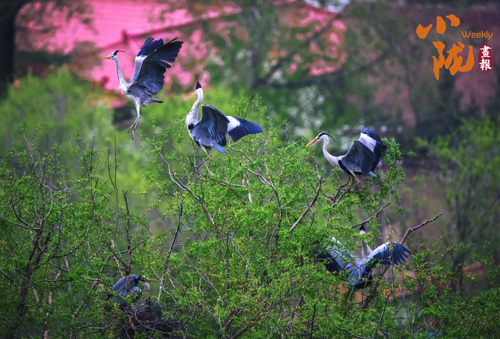 康乐：林间栖苍鹭 生态入画来