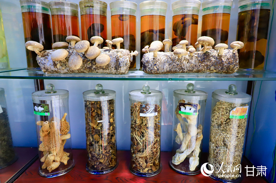甘肃省食用菌遗传育种重点实验室中展示的祁连山菌物干制标本。人民网记者 焦隆摄