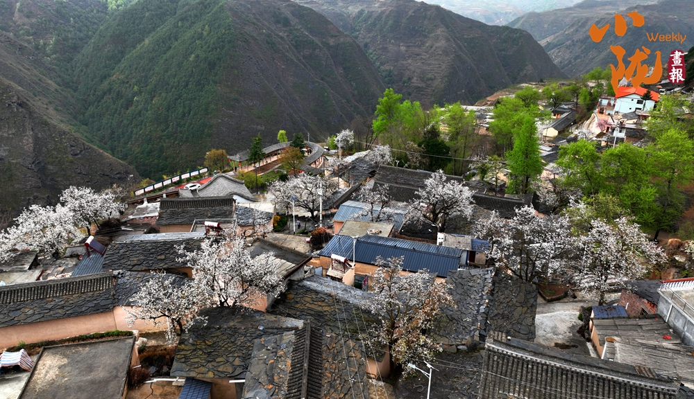 陇南宁家山：梨花缀满枝头