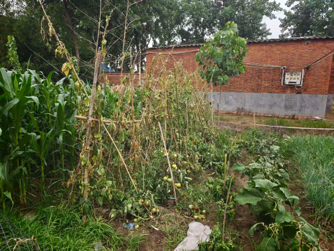 河南正阳县回应“河水浇地致菜苗枯死”：河水检测达标，豆角枯死系病害所致，村干部发布未经核实的通知，引发误解