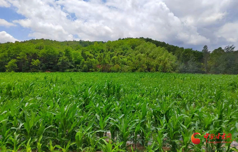 华亭：夏日农忙绘就富民新景
