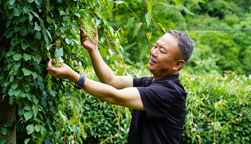 成县：林下产业兴旺有“蜜药”