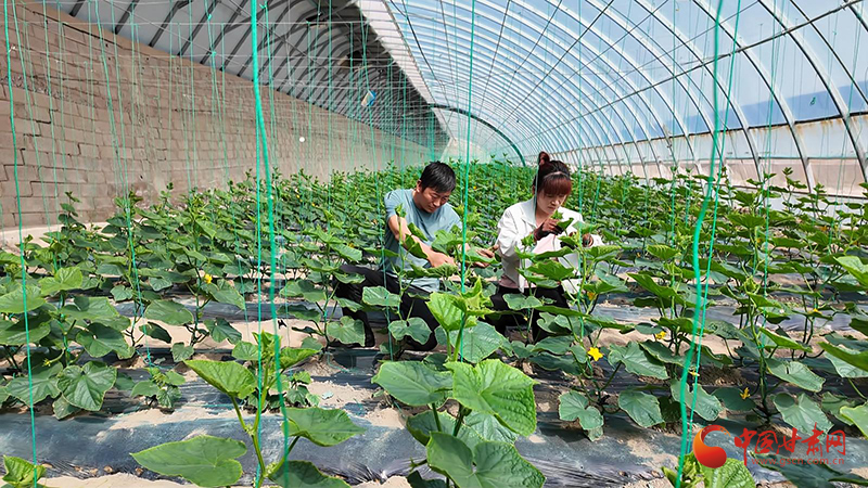 金塔：营泉村蔬菜产业升级记