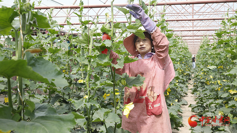 临泽：特色产业多点开花