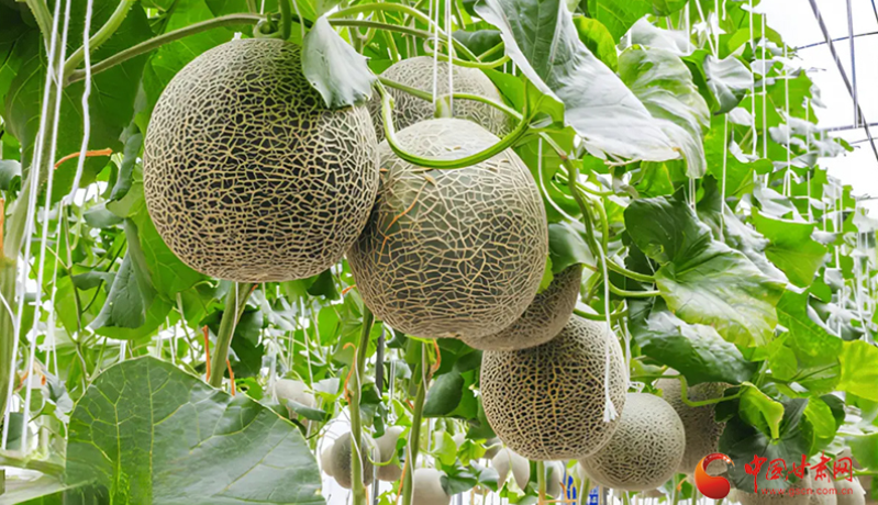 玉门：科技赋能抢“鲜”机 头茬蜜瓜开启夏日丰收季