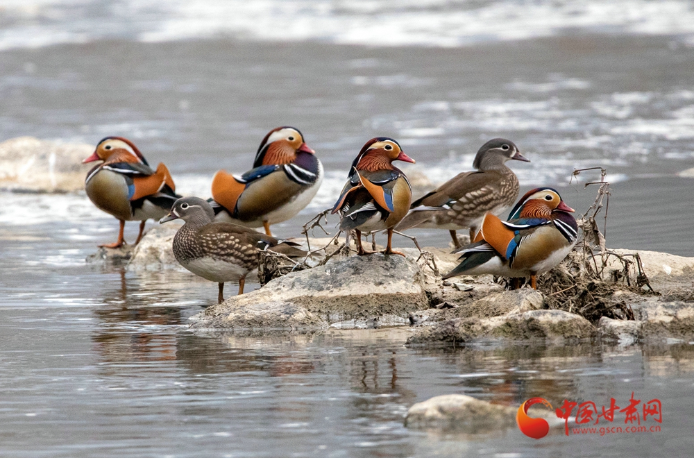 陇拍客丨康县：燕子河畔 鸳戏碧波舞蹁跹