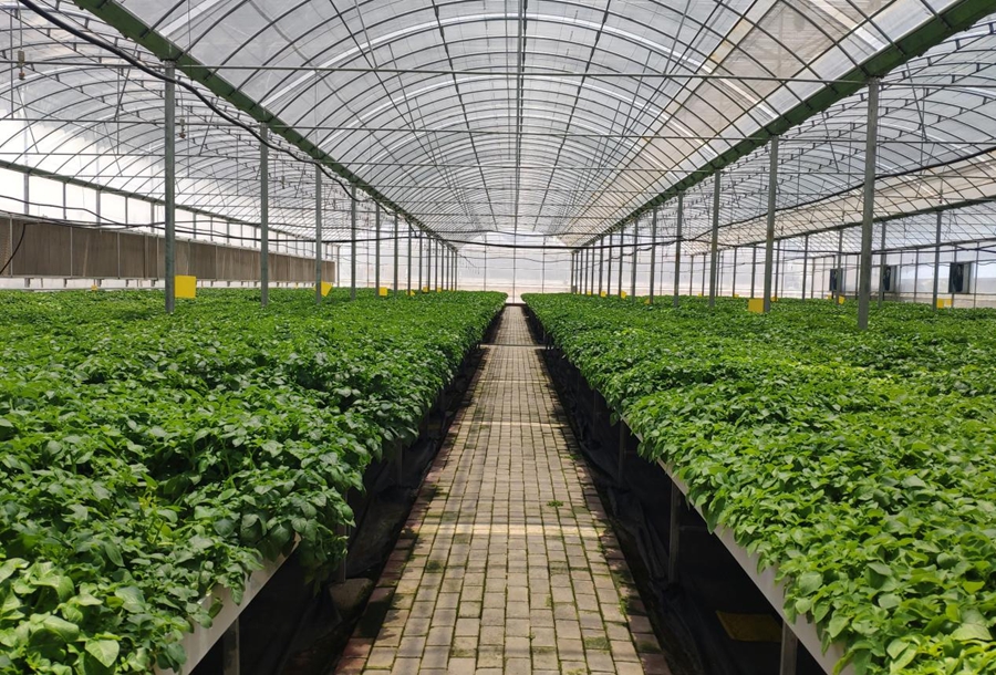 定西马铃薯研究所育苗大棚育苗大棚。定西市委网信办供图。
