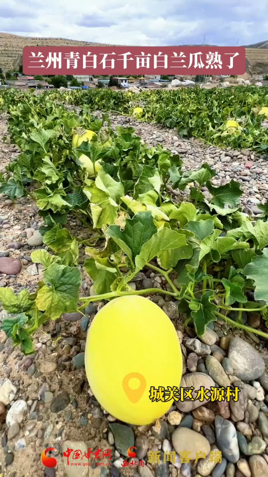 兰州青白石千亩白兰瓜熟了