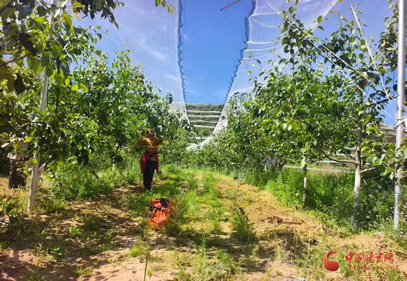 西和：八盘梨管护忙 特色林果铺就乡村振兴路