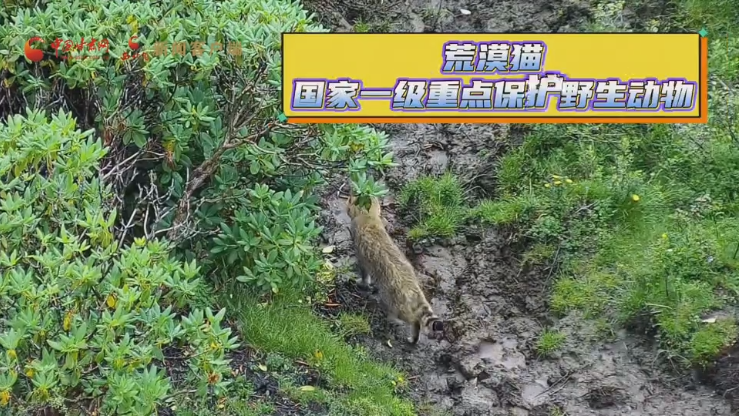 太子山间荒漠猫戏猎鼠兔