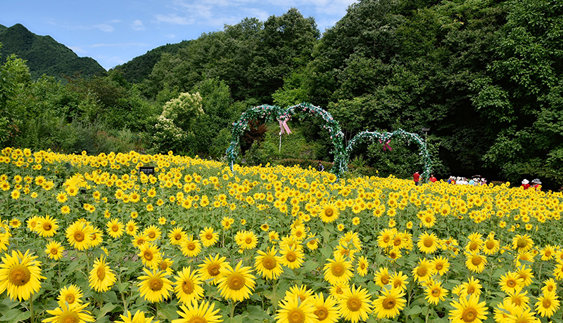 康县：向日葵花海带火乡村旅游