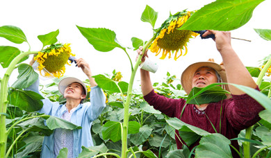 高台：“花嫂”指尖授粉忙