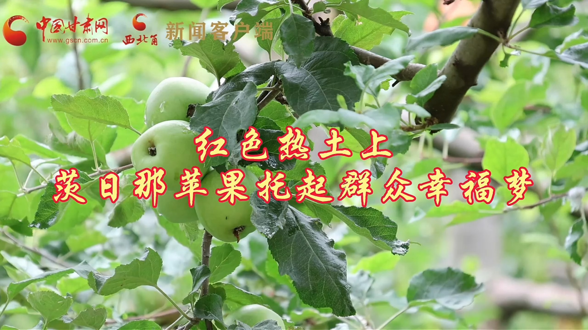 十校百名学子 “重走中国西北角”丨红色热土上，茨日那苹果托起群众幸福梦