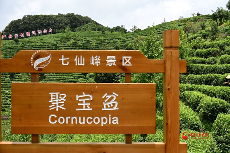 重走中国西北角|扎根荒山三十载 赖玉梅终将千亩贫瘠化作“绿色银行”