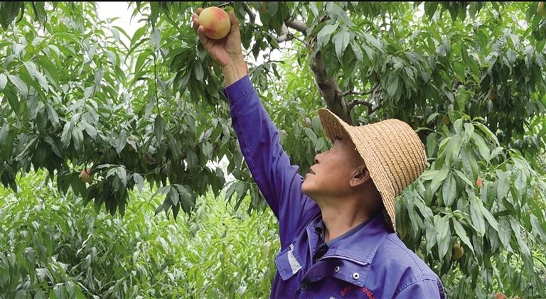 兰州安宁白凤桃上市啦