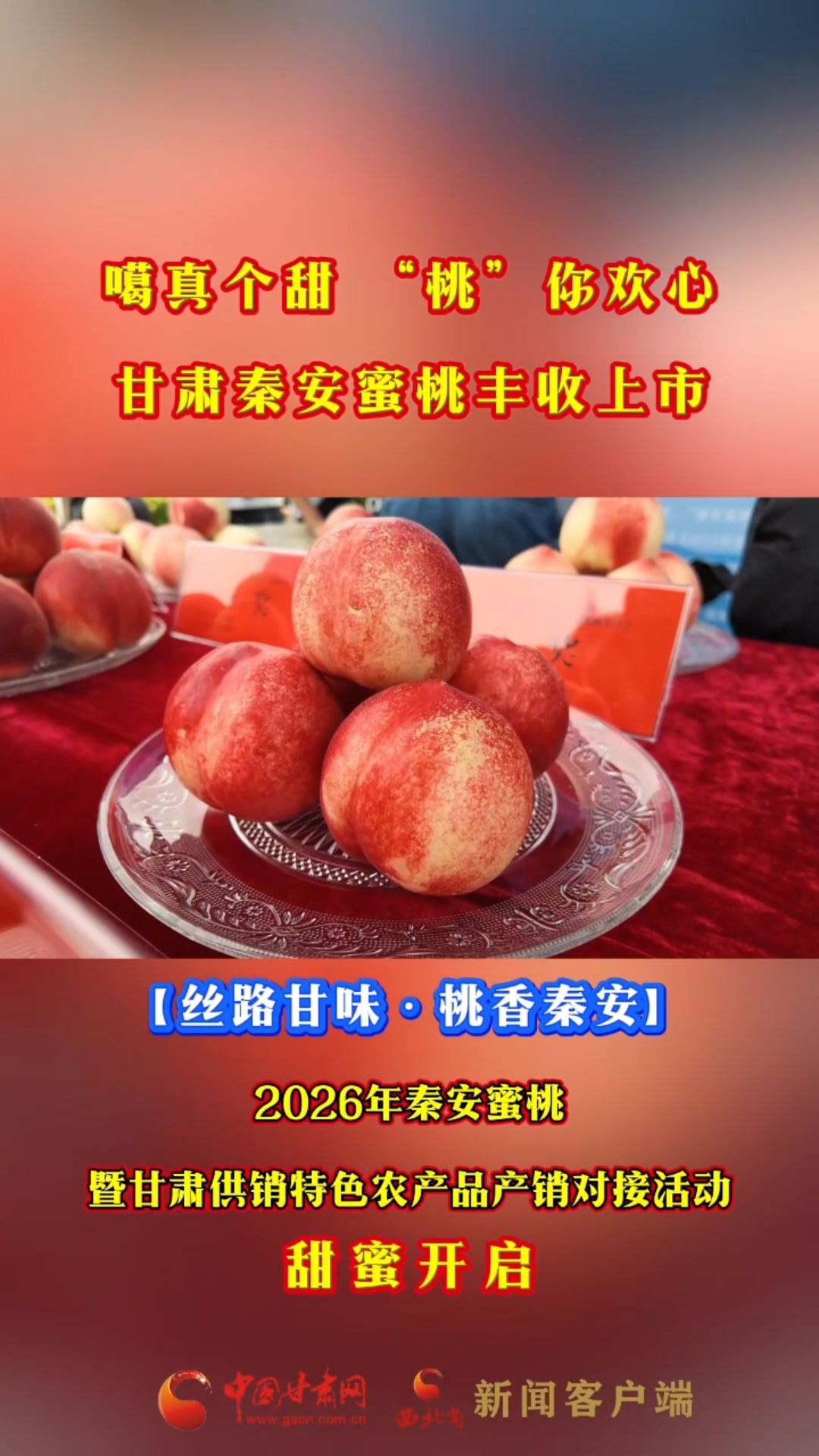 噶真个甜 “桃”你欢心 甘肃秦安蜜桃丰收上市