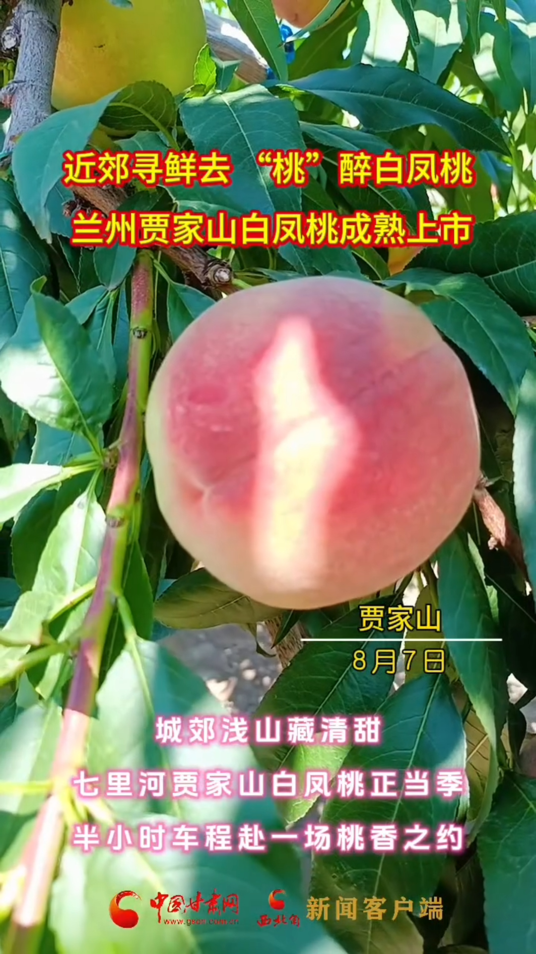 近郊寻鲜去 “桃”醉白凤桃 兰州贾家山白凤桃成熟上市