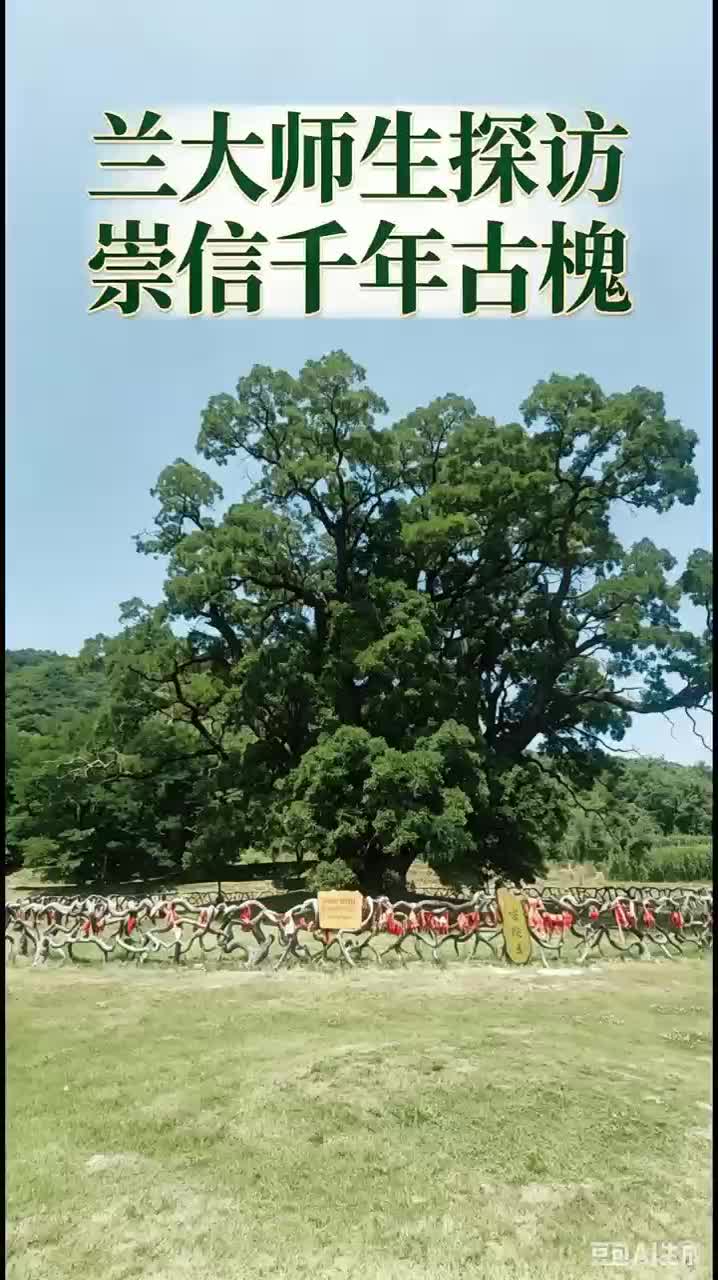 重走中国西北角|兰大师生探访崇信千年古槐