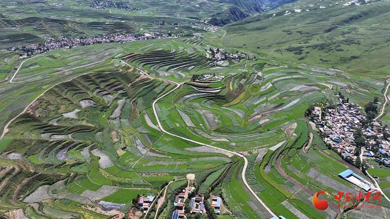 漳县：25万亩中药材绘就富民新图景