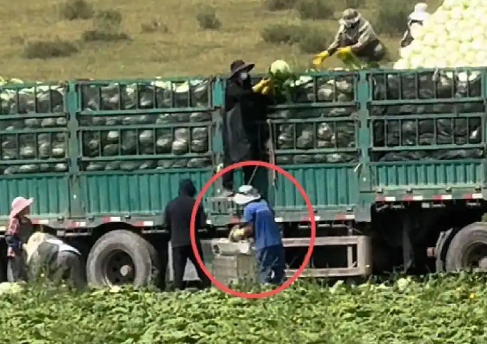 拦截“甲醛白菜”，一个白菜帮子都不能放过
