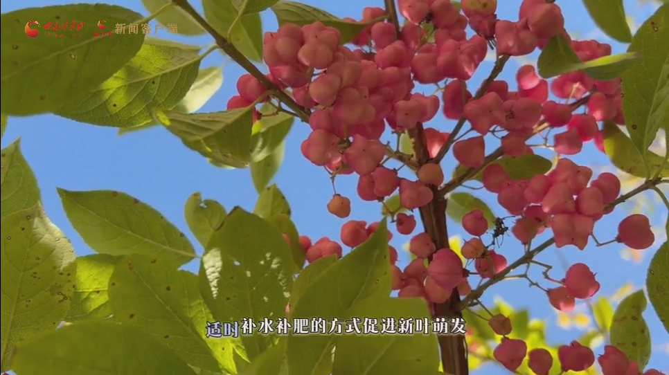 春红夏翠 秋艳冬苍 太子山栓翅卫矛枝头流转四季妙趣