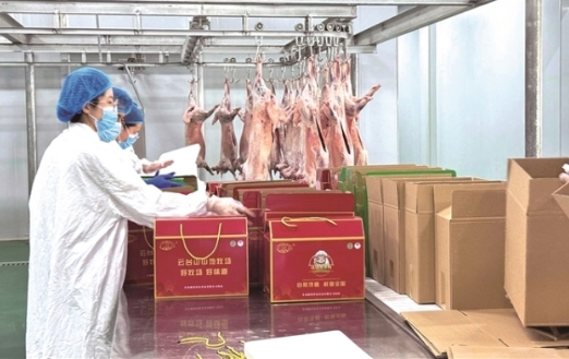 靖远县依托东西部协作串起羊产业富民链