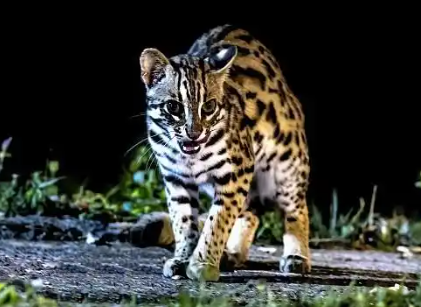 深夜盗猎直播乱象频发，依法严惩更须连根拔起