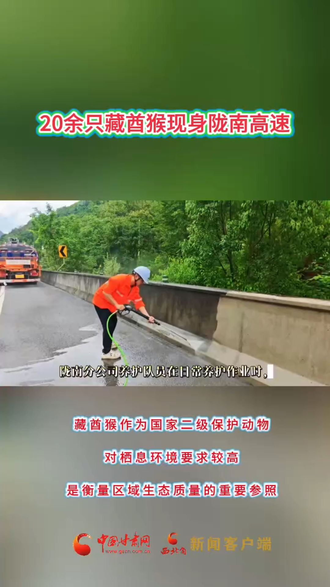 20余只藏酋猴现身陇南高速沿线