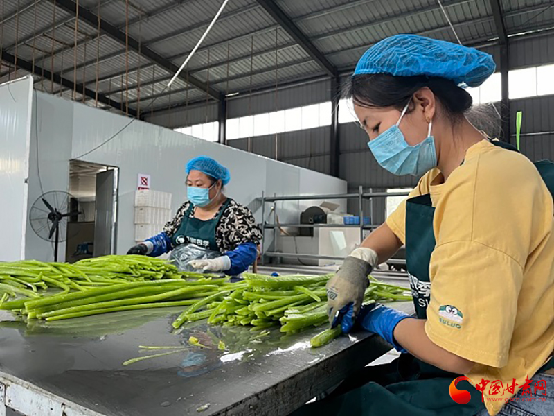 民乐：从“零散种”到“链上跑”特色种植产业“链”式突围
