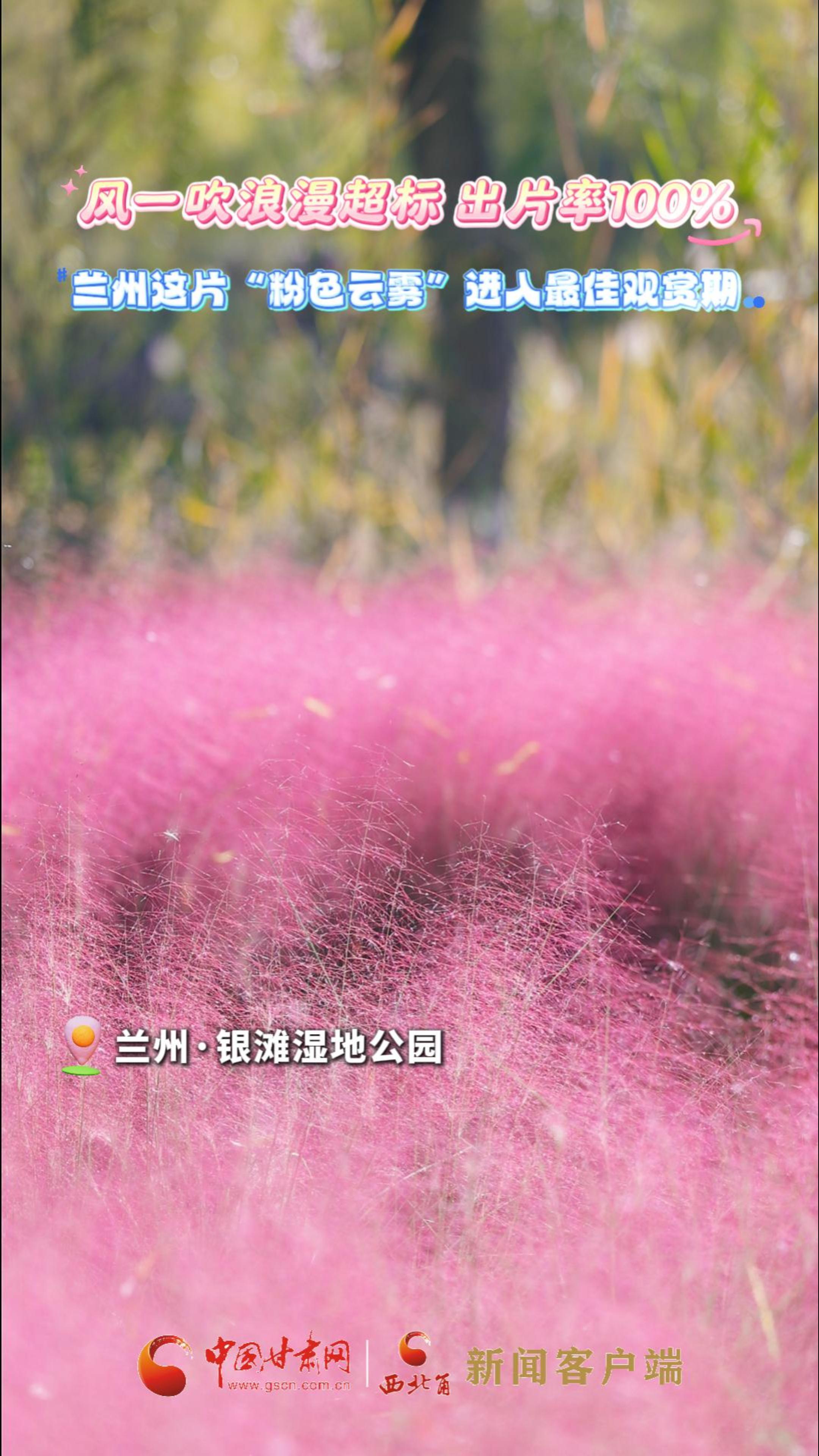 视频|风一吹浪漫超标 出片率100% 兰州这片“粉色云雾”进入最佳观赏期