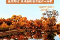 【小陇画报·554期】金塔胡杨：满目金黄 碧水金沙入画来