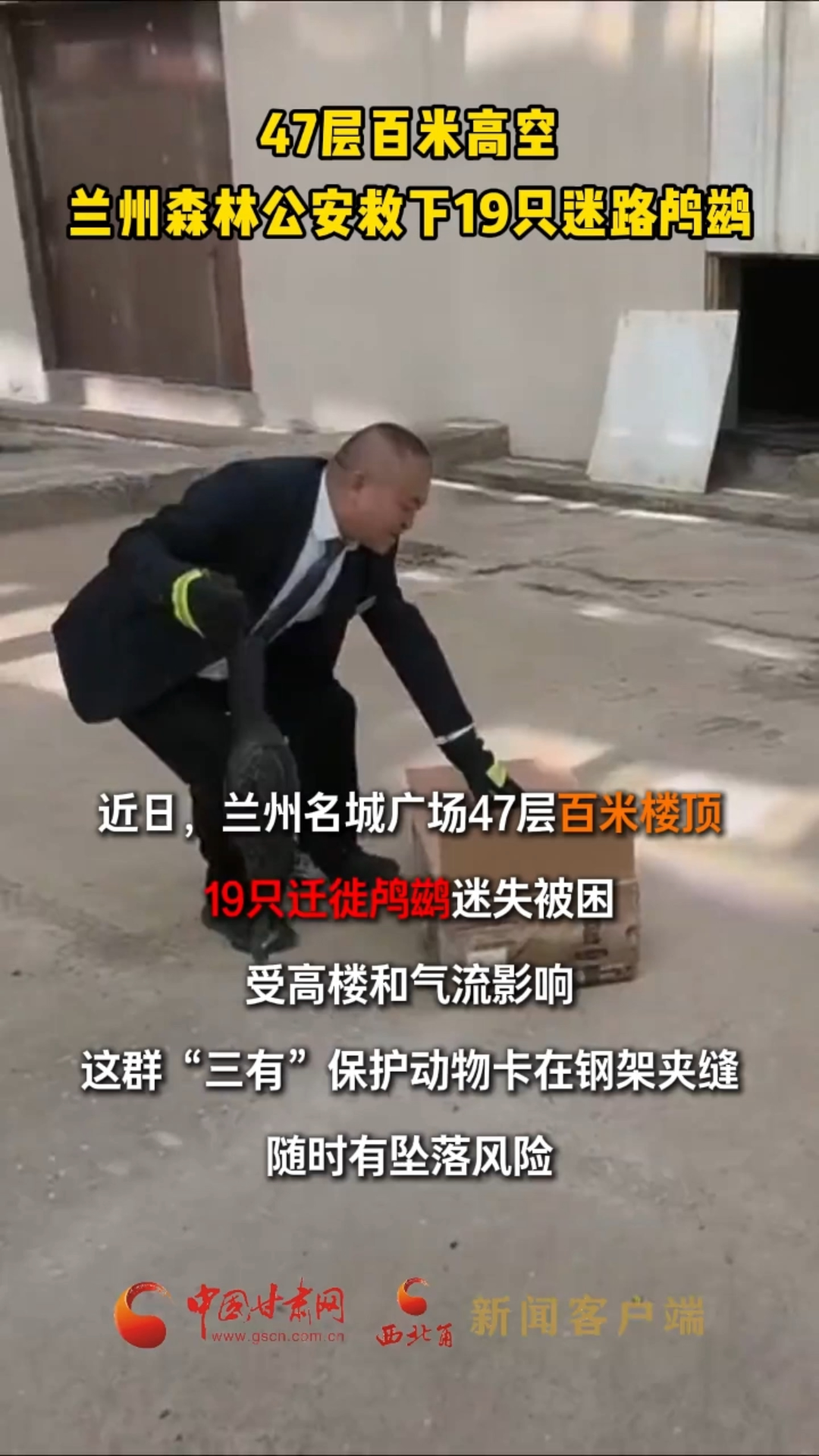47层百米高空，兰州森林公安救下19只迷路鸬鹚