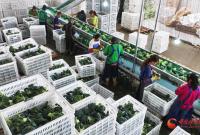 民乐：寒旱出好菜 脱水蔬菜“点石成金”助振兴