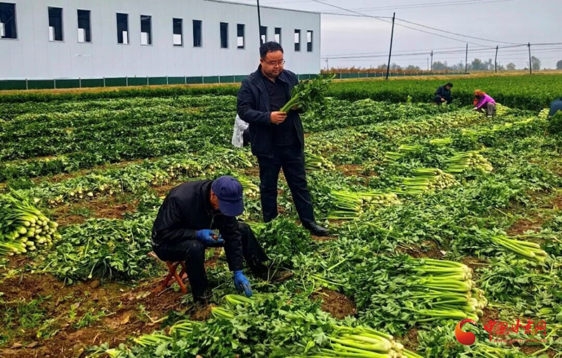 灵台：产销对接拓销路 订单农业稳增收