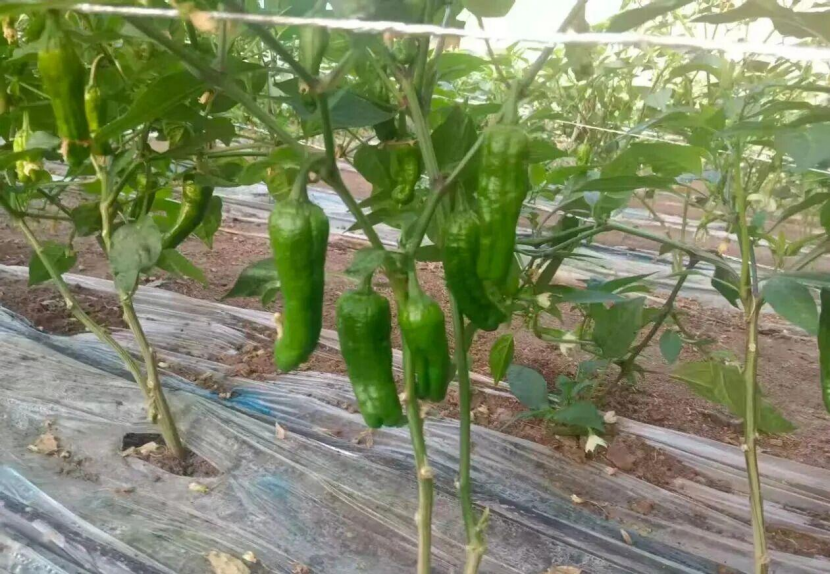 做强甘味品牌 瓜州戈壁小辣椒撑起振兴大产业