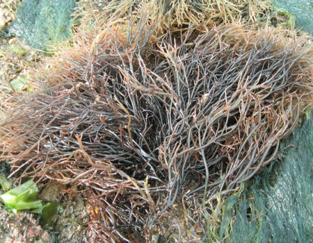 &nbsp;&nbsp;&nbsp; 发菜,颜色乌黑,状如发丝,明末清初戏曲理论家李渔